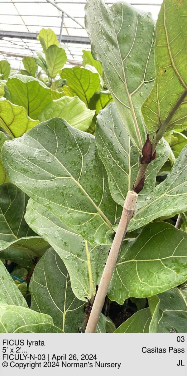 FICUS lyrata