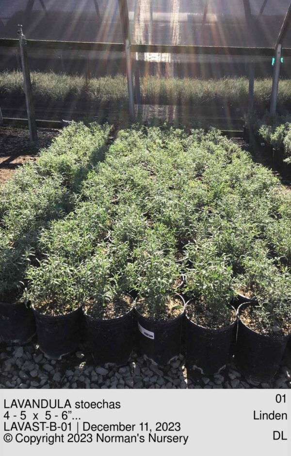 LAVANDULA stoechas
