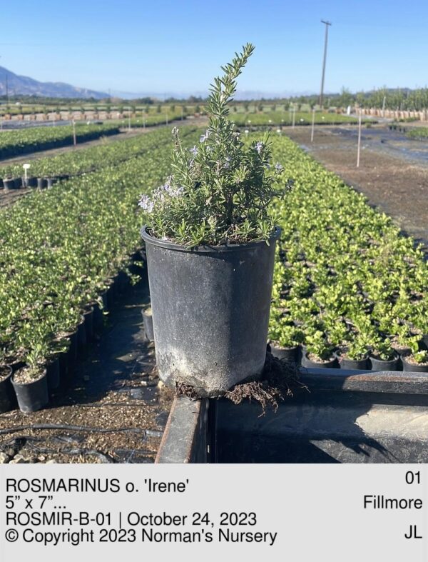 ROSMARINUS o. 'Irene'