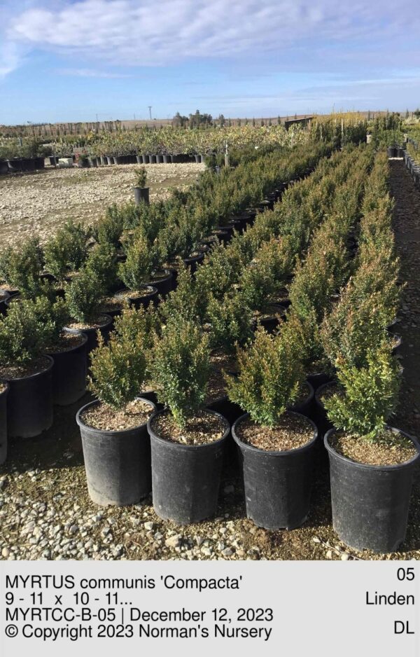 MYRTUS communis 'Compacta'