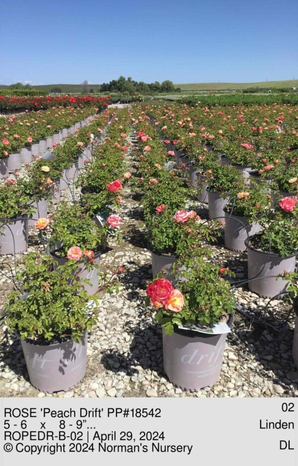 ROSE 'Peach Drift' PP#18542