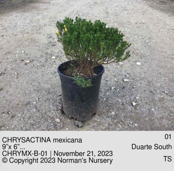CHRYSACTINA mexicana