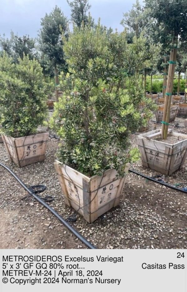 METROSIDEROS Excelsus Variegat