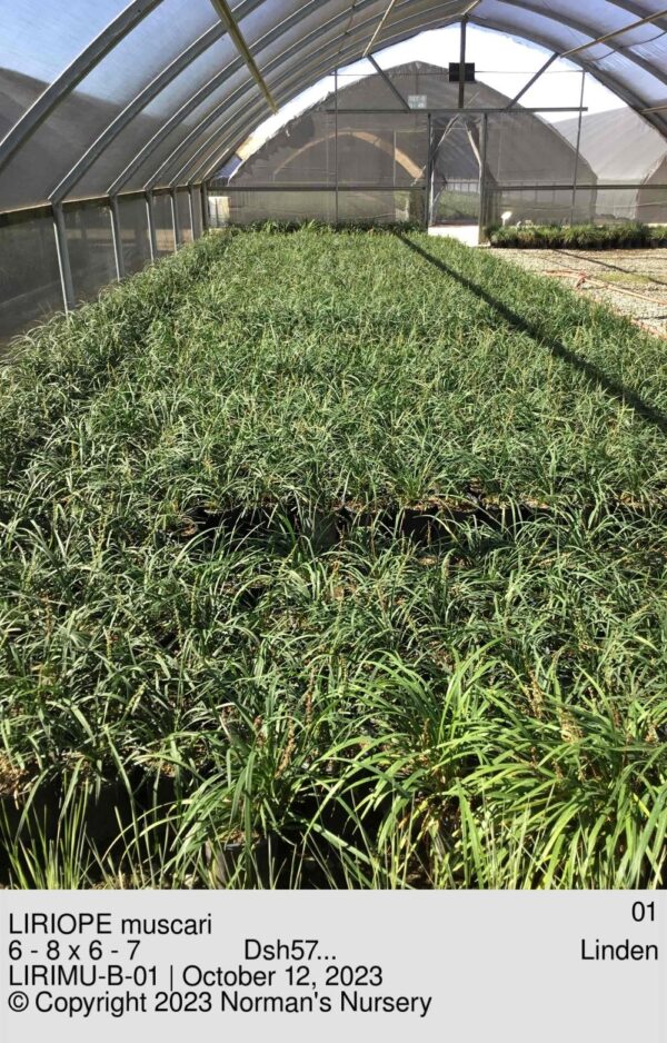 LIRIOPE muscari