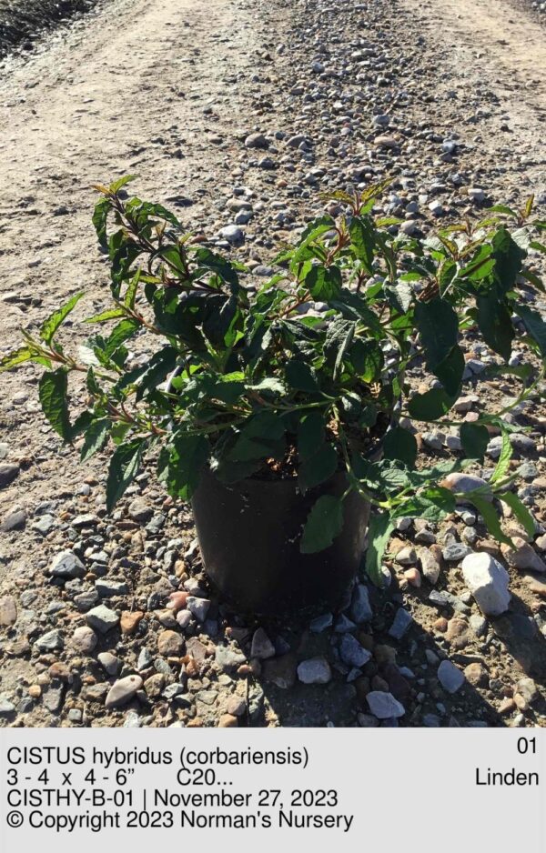 CISTUS hybridus (corbariensis)