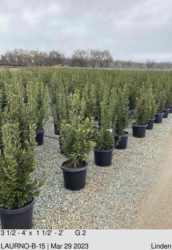 LAURUS nobilis Bush
