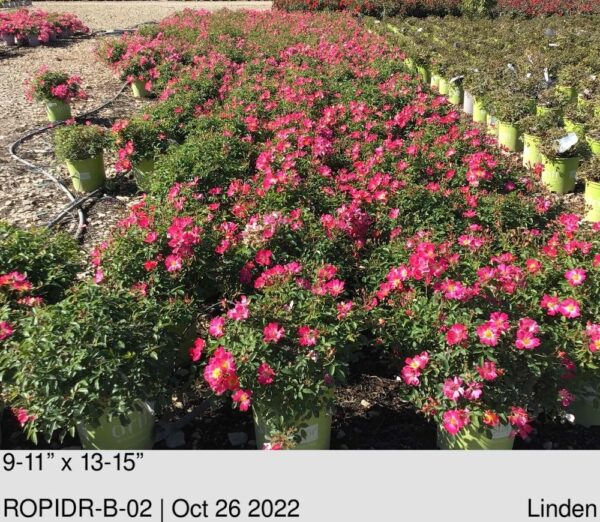 ROSE Pink Drift PP#18874