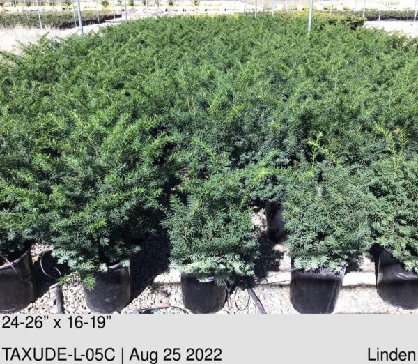 TAXUS densifolia L/B