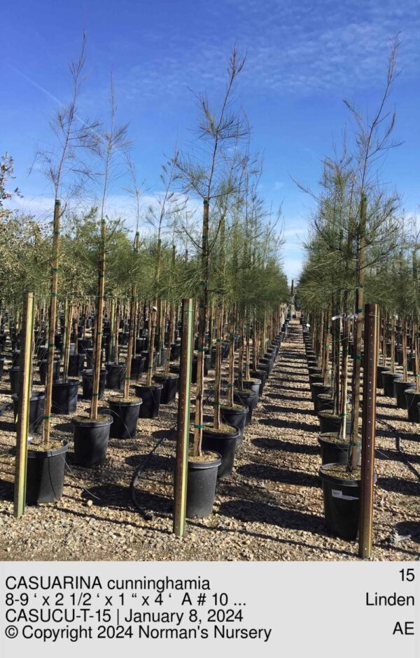 CASUARINA cunninghamia