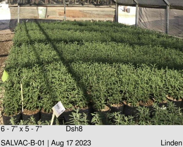 SALVIA clev. Allen Chickering