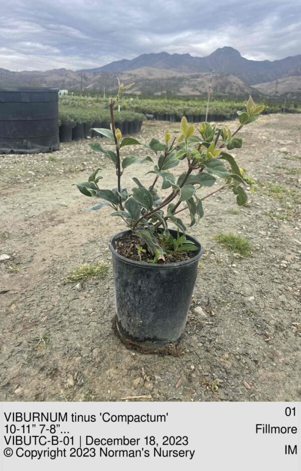 VIBURNUM tinus 'Compactum'