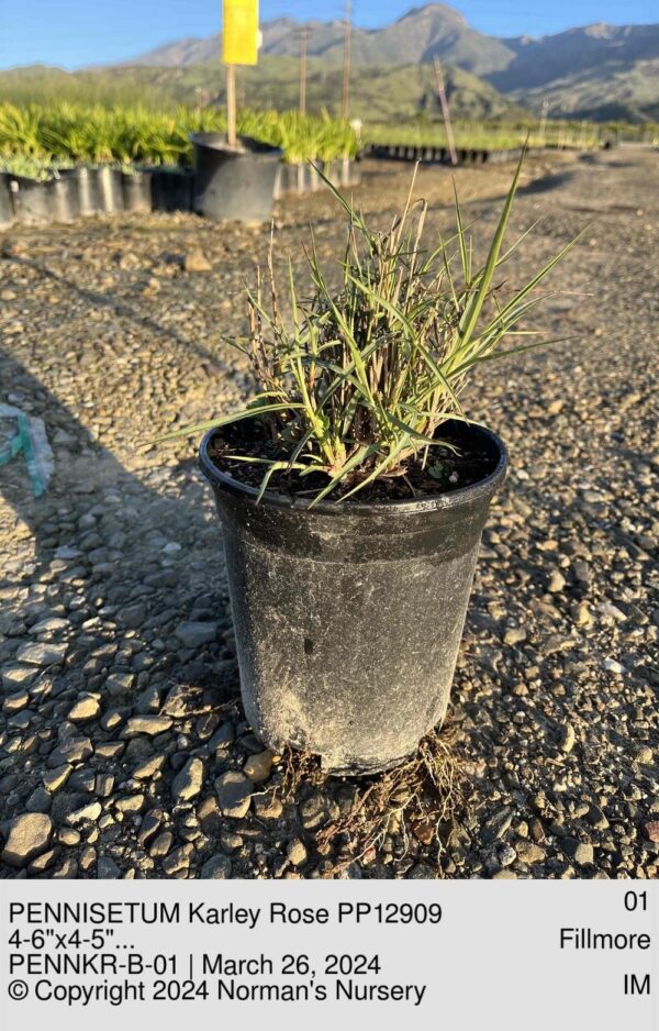 PENNISETUM Karley Rose PP12909