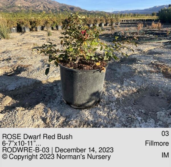 ROSE Dwarf Red Bush
