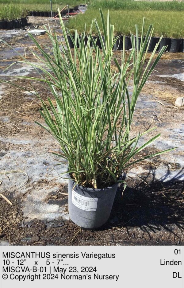 MISCANTHUS sinensis Variegatus