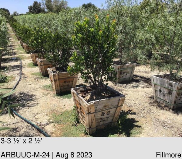 ARBUTUS unedo 'Compacta' Multi