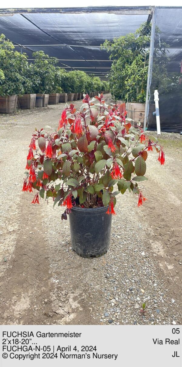 FUCHSIA Gartenmeister