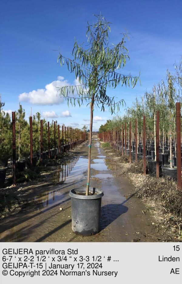 GEIJERA parviflora Std