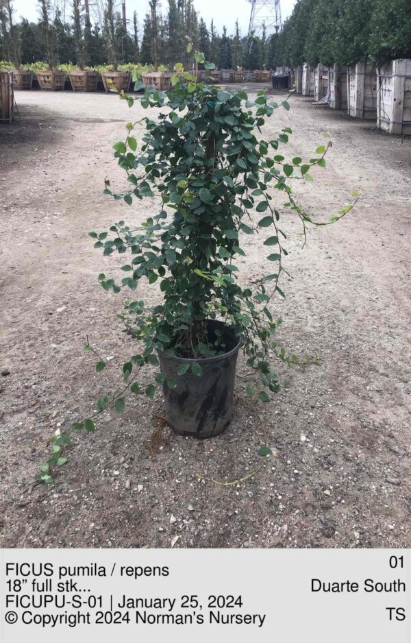 FICUS pumila / repens