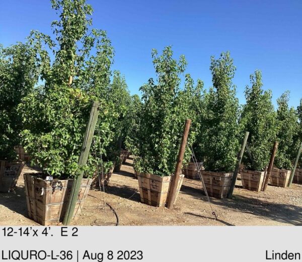 LIQUIDAMBAR 'Rotundiloba' L/B