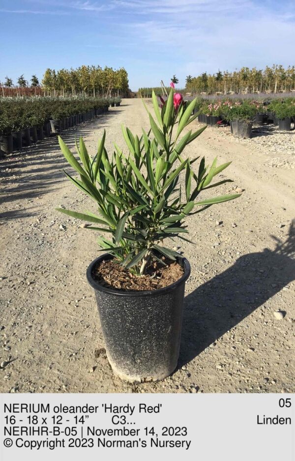 NERIUM oleander 'Hardy Red'
