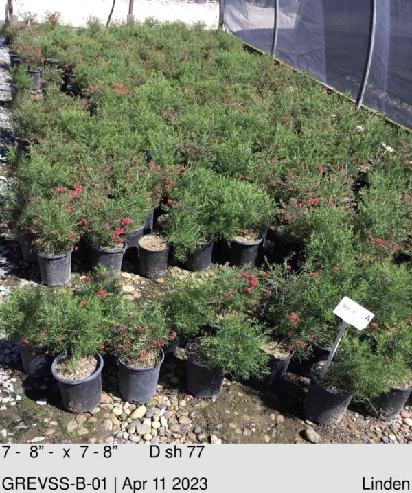GREVILLEA h. 'Scarlet Sprite'