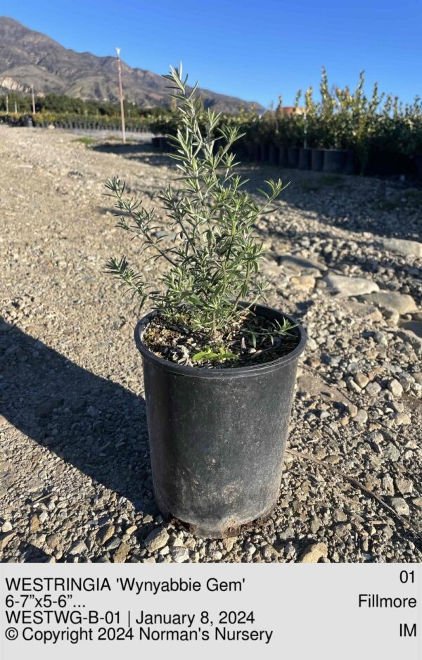 WESTRINGIA 'Wynyabbie Gem'