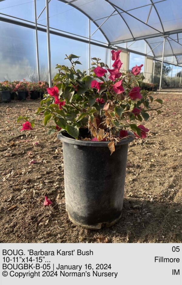 BOUG. 'Barbara Karst' Bush