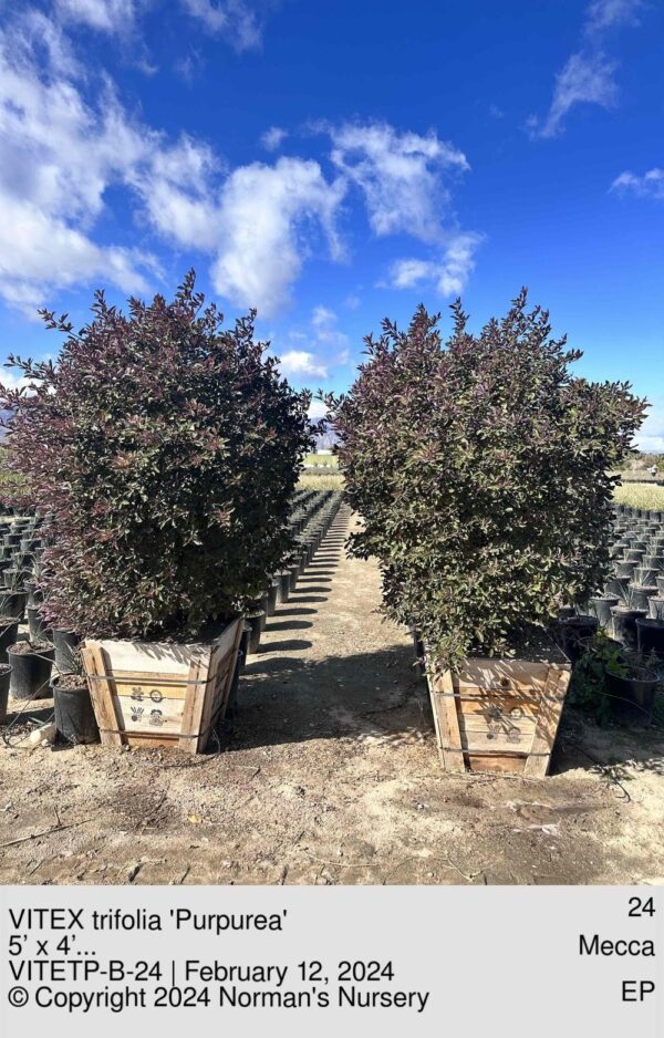 VITEX trifolia 'Purpurea'