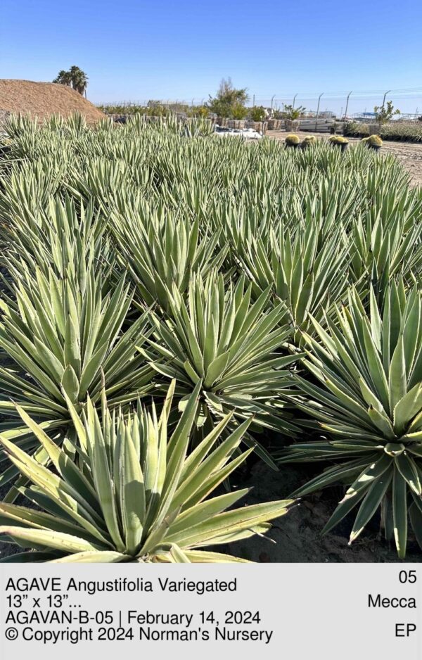 AGAVE Angustifolia Variegated