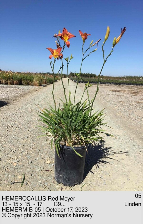 HEMEROCALLIS Red Meyer