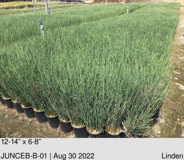 JUNCUS patens Elk Blue
