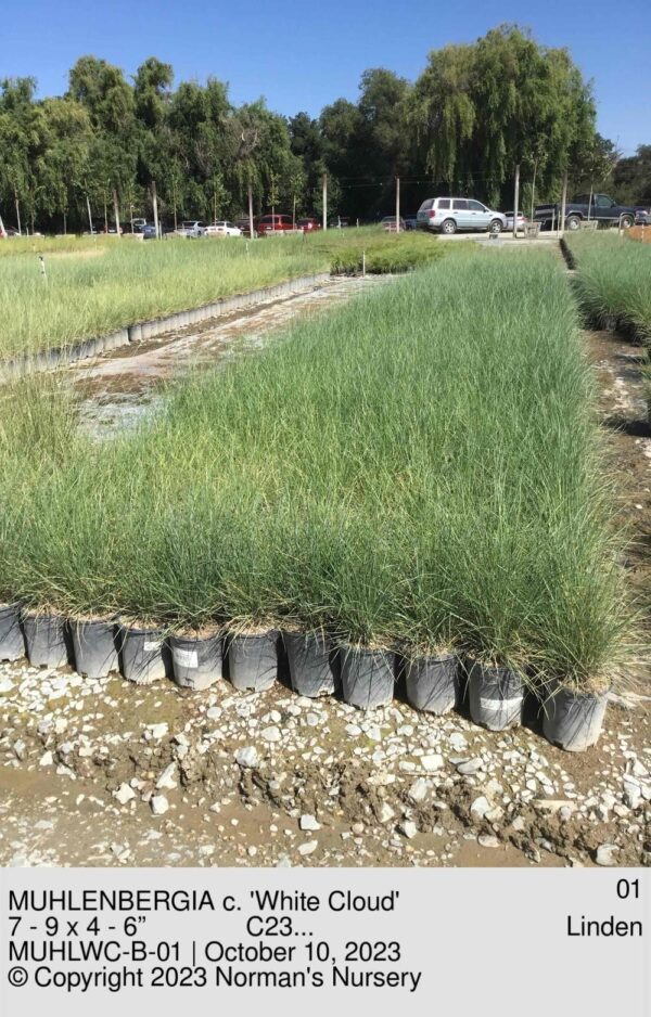 MUHLENBERGIA c. 'White Cloud'