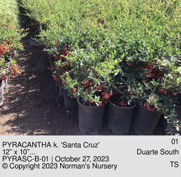 PYRACANTHA k. 'Santa Cruz'
