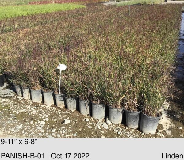 PANICUM virgatum 'Shenandoah'