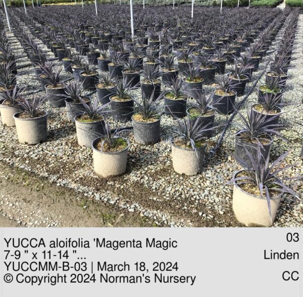 YUCCA aloifolia 'Magenta Magic