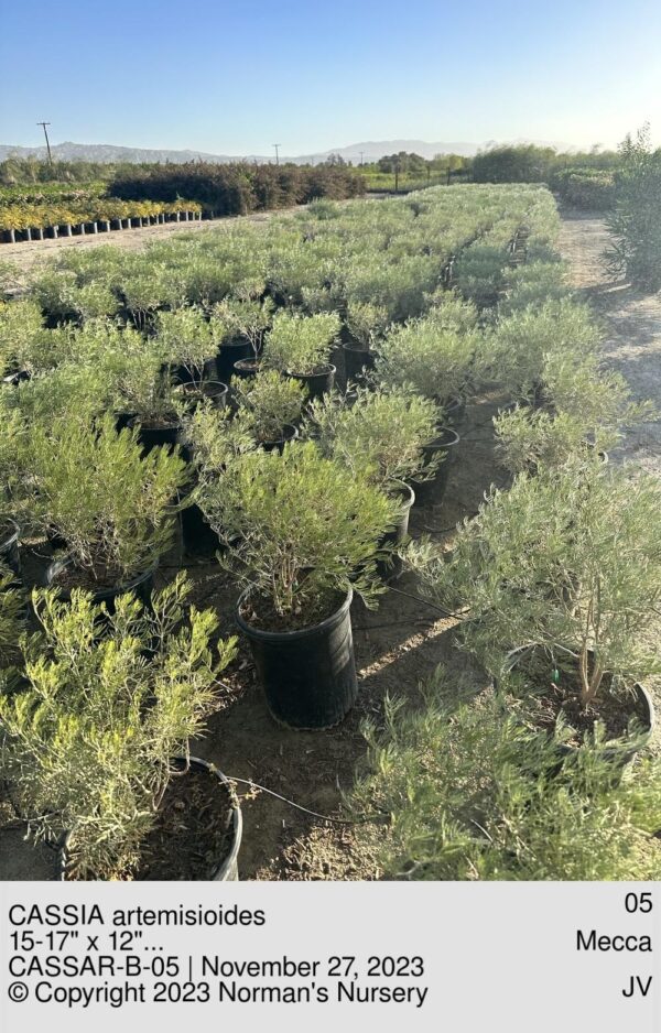 CASSIA artemisioides