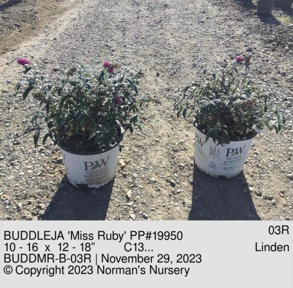 BUDDLEJA 'Miss Ruby' PP#19950
