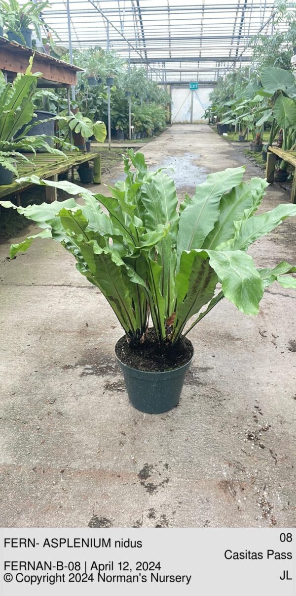 FERN- ASPLENIUM nidus