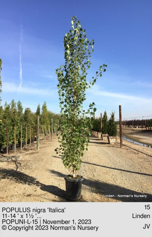 POPULUS nigra 'Italica'