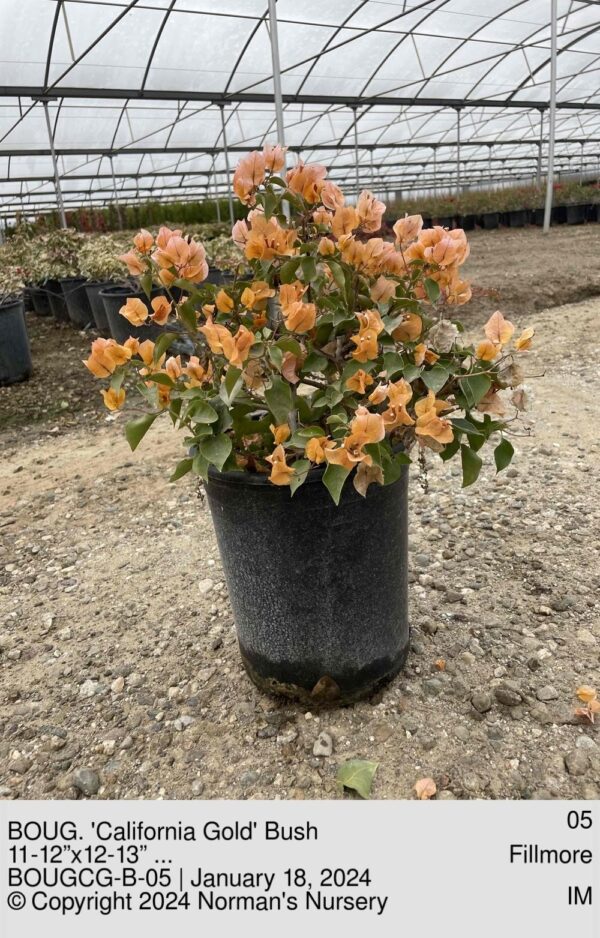 BOUG. 'California Gold' Bush
