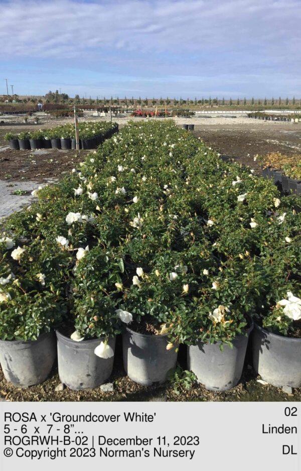 ROSA x 'Groundcover White'