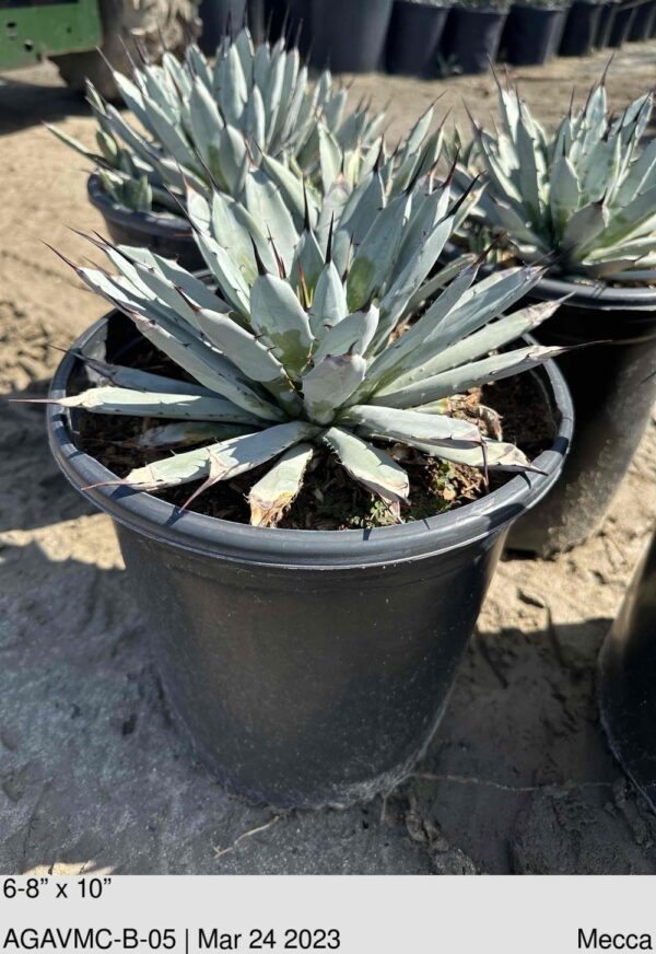 AGAVE macroacantha