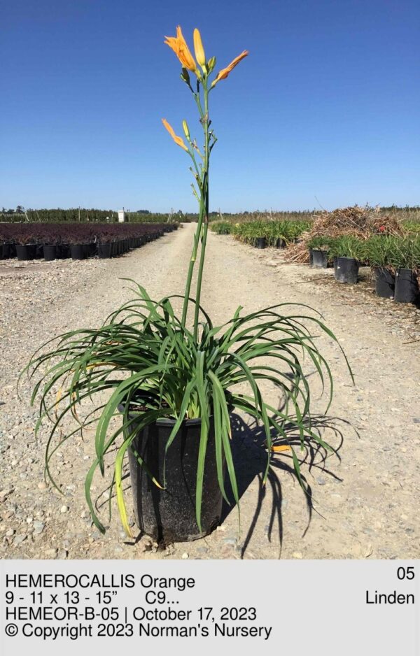 HEMEROCALLIS Orange