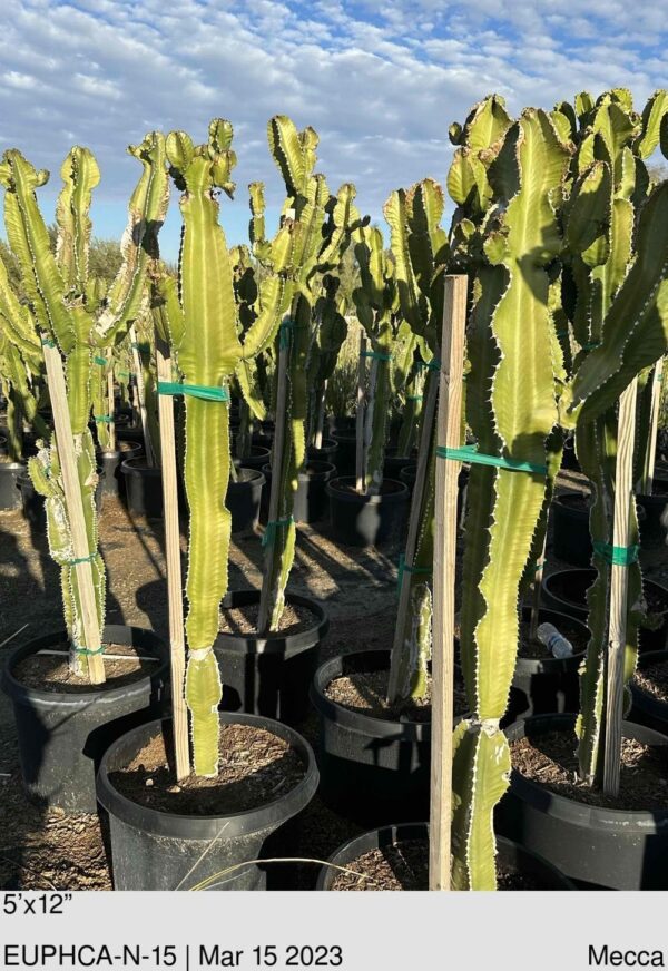 EUPHORBIA Candelabrum