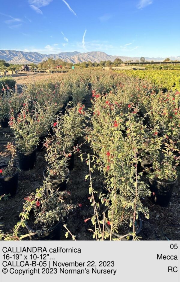 CALLIANDRA californica