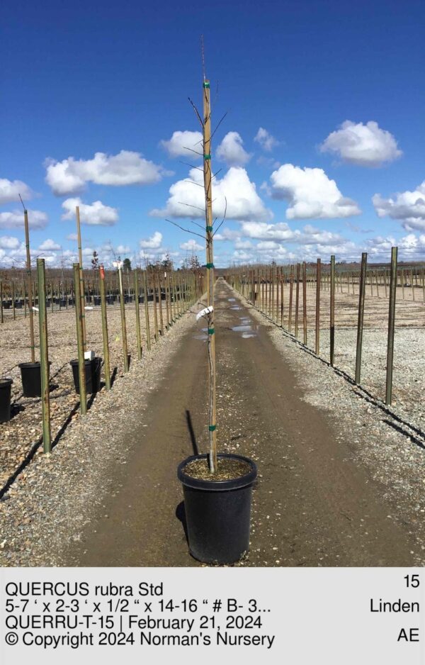 QUERCUS rubra Std