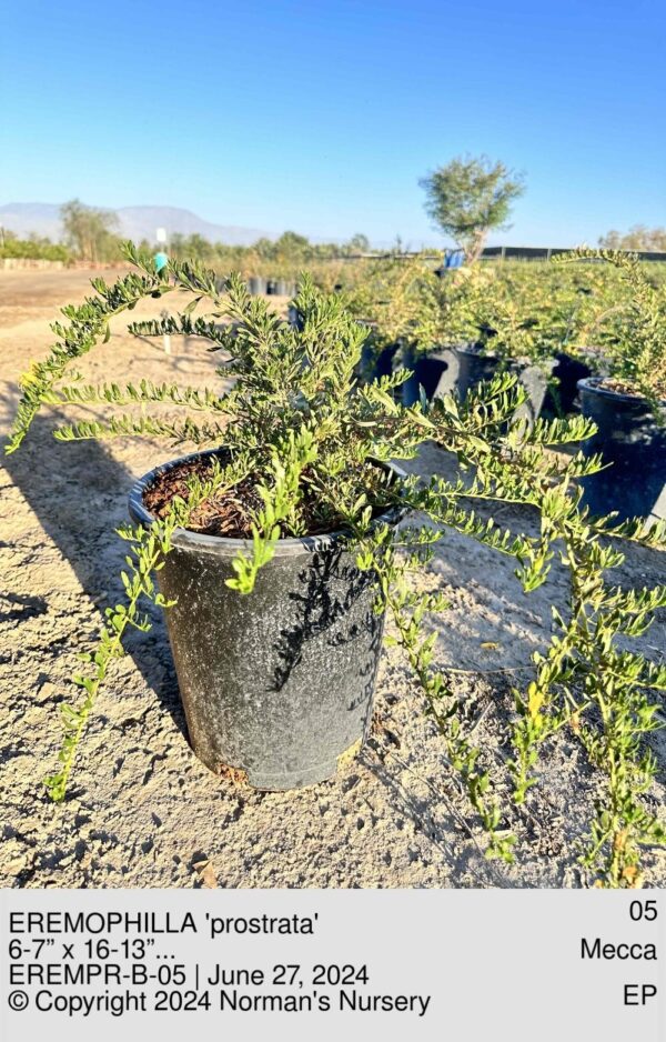 EREMOPHILLA 'prostrata'