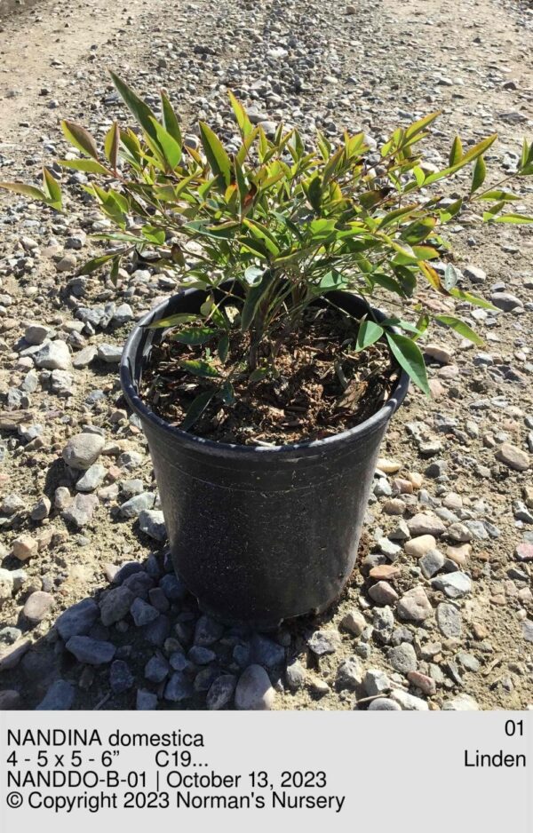 NANDINA domestica