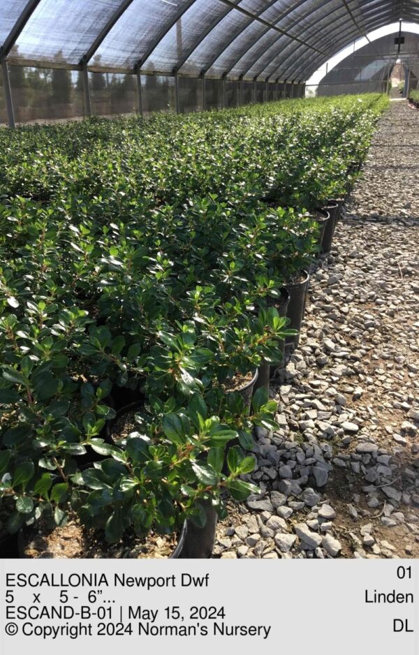 ESCALLONIA Newport Dwf