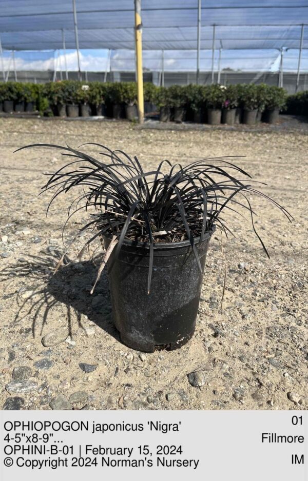 OPHIOPOGON japonicus 'Nigra'